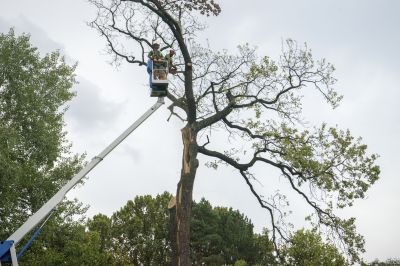 Seasonal Tree Care