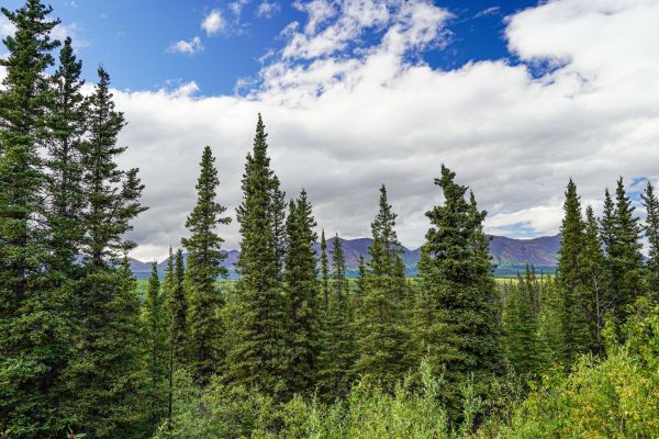 Cost of Spruce Tree Removal in Huntington Station