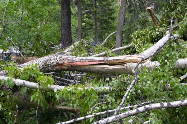 Cost of Birch Tree Removal in Huntington Station