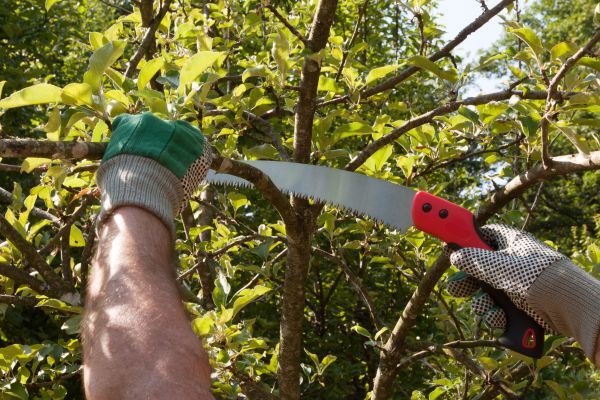 Cost of Elm Tree Removal in Huntington Station