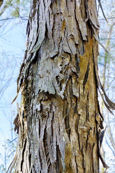 Cost of Hickory Tree Removal in Huntington Station