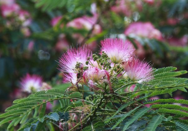 Cost of Mimosa Tree Removal in Huntington Station