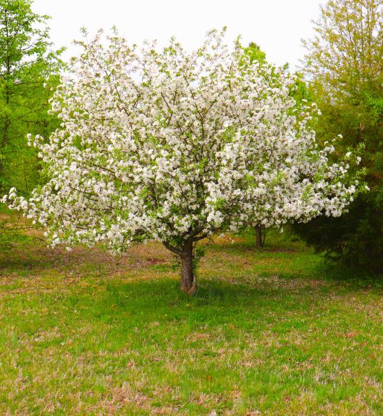 Cost of Dogwood Tree Removal in Huntington Station